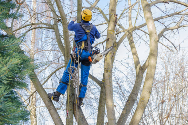 Best Tree and Shrub Care  in USA